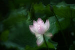LAI_1598