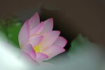 LAI_1601