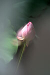 LAI_1644