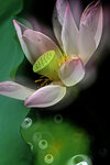 LAI_1646