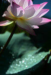 繁花
