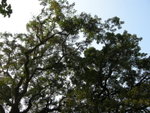 DSCN0079