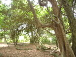 P1010993
