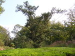 P1010706