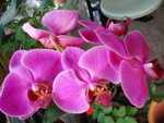 DSC06196