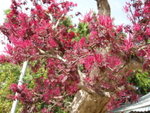 DSCN1223