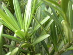 DSCN1909