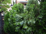 P6150012