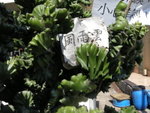 DSCN2178