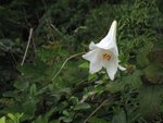 IMG_3135