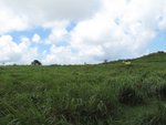 IMG_3156