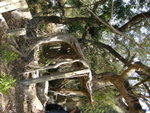 DSCN3981