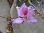 IMG_1000