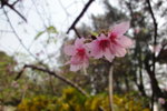 櫻花