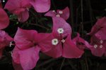 葉子花(肋杜鵑)
DSC04273