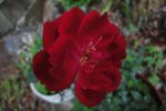 DSC04277