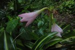 百合
DSC04314