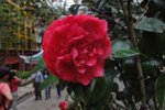 茶花
DSC04332