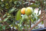 DSC04955