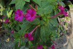 DSC04974
