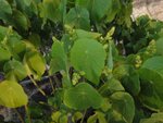 DSC05051