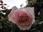 DSC05184