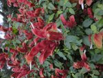 DSC05446