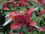 DSC05447
