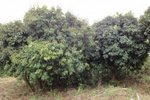 DSC05676