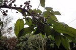 DSC05678