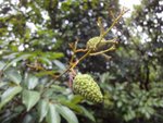 DSC06116
茘枝