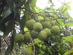 DSC06118
茘枝