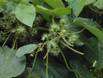 DSC06140
象耳樹 (Elephant Ear Tree)