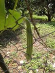 DSC07409