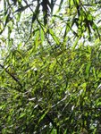 IMG_0092