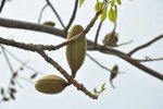 DSC_0518 木棉花果實