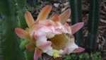 DSC00259