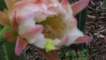 DSC00261