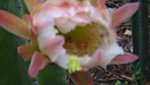 DSC00262