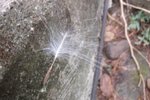 IMG_3921