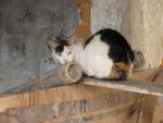 IMG_4506
