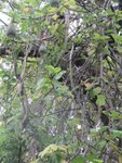 IMG_4519