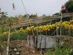IMG_1506