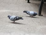 IMG_2115