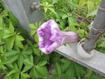 IMG_3616