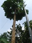 P9150299