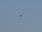 PA270815