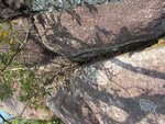 IMG_4531