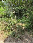 IMG_4534