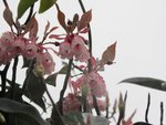 IMG_5335